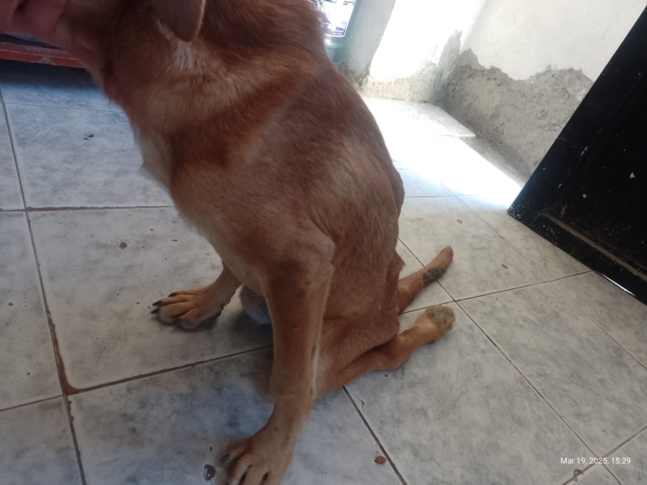 LOLITO1
