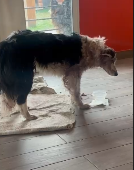 PERRITAABANDONADA.png