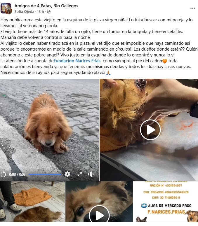 PERRITOABANDONADO2