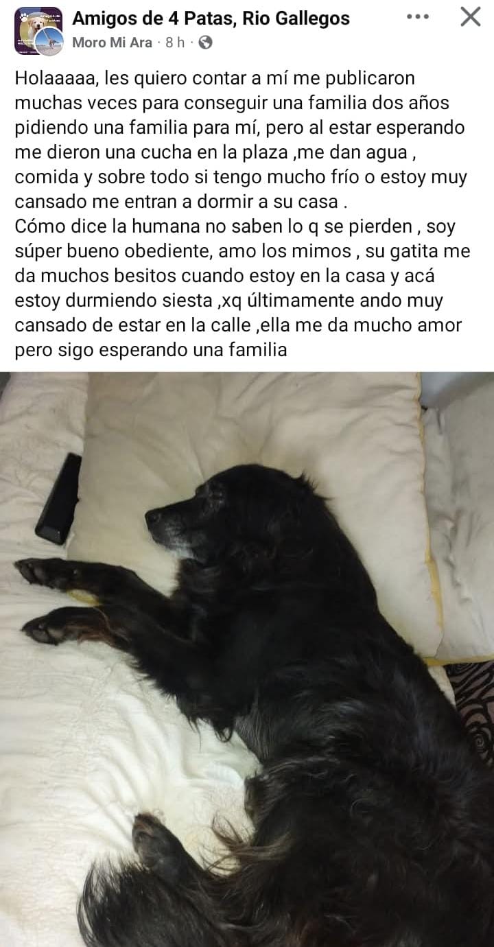 PERRITOENADOPCION1