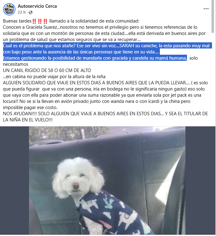 PERRITOGRACIELA_copy.png