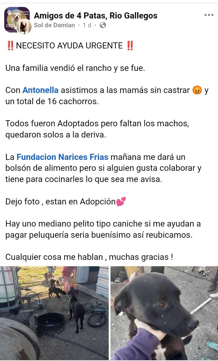 PERRITOSADOPCION