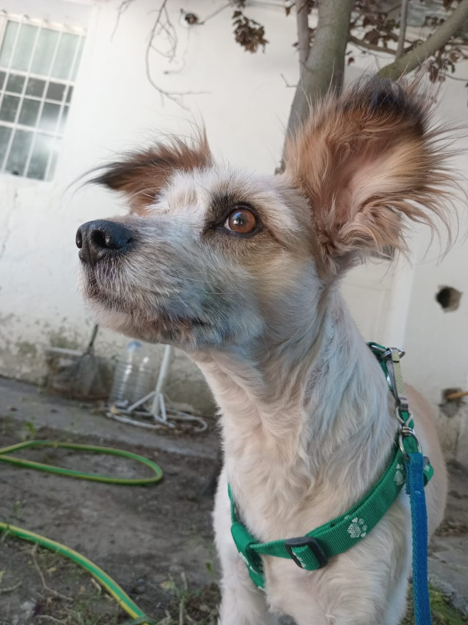 PIPA