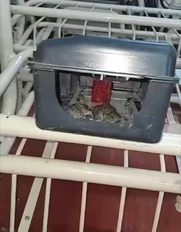 RATASGATE4